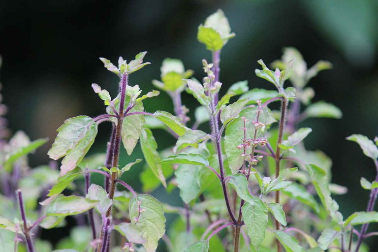 Holy basil vs Thai basil. SimplyBeyondHerbs