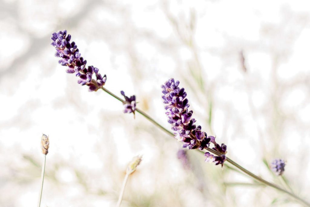 Lilac vs Lavender 10 differences to consider. SimplyBeyondHerbs