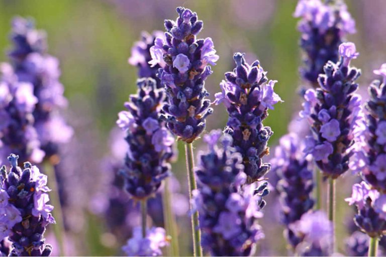 Lilac vs Lavender 10 differences to consider. SimplyBeyondHerbs
