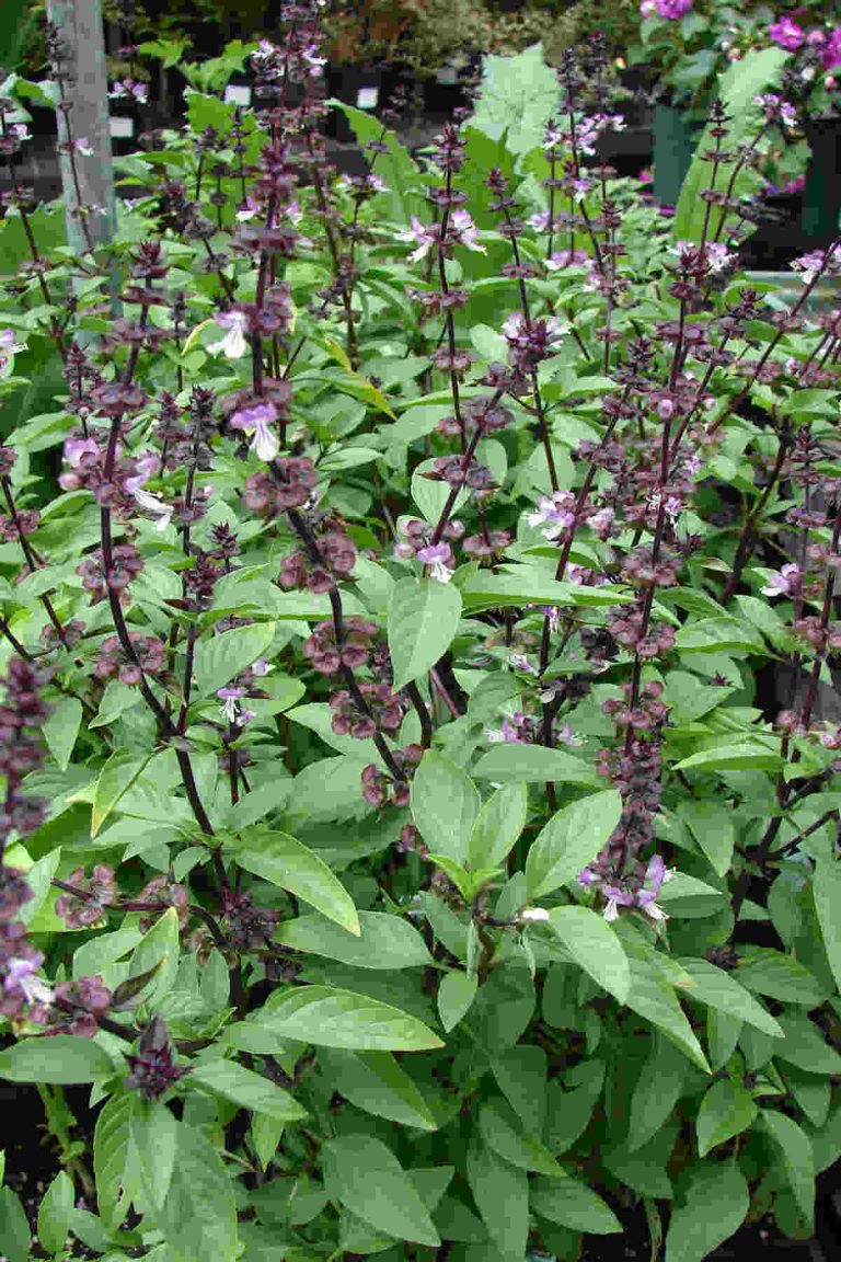 Holy basil vs Thai basil. SimplyBeyondHerbs