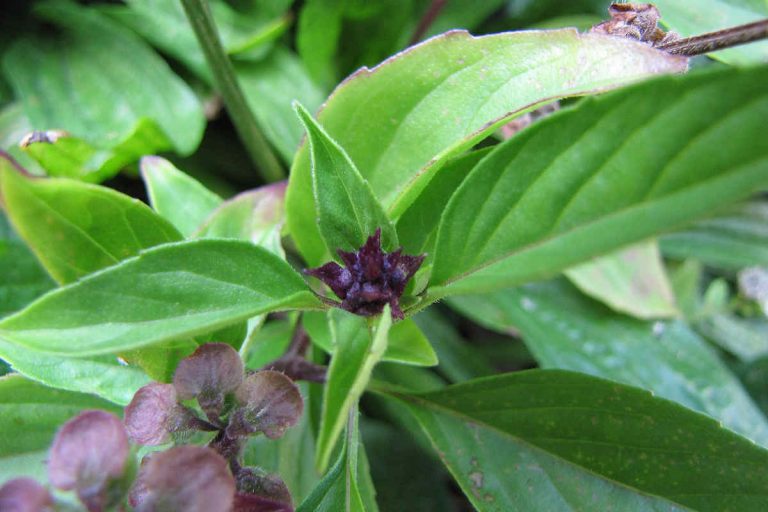 Holy basil vs Thai basil. SimplyBeyondHerbs