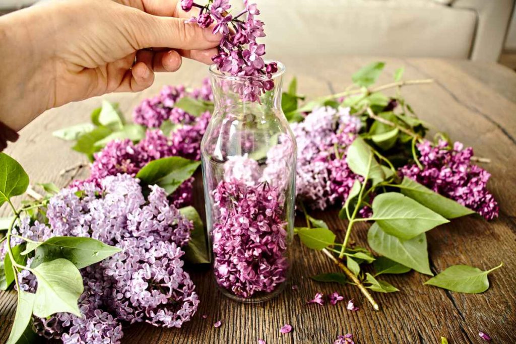 Lilac Tea Recipe from Fresh Lilac Flowers SimplyBeyondHerbs