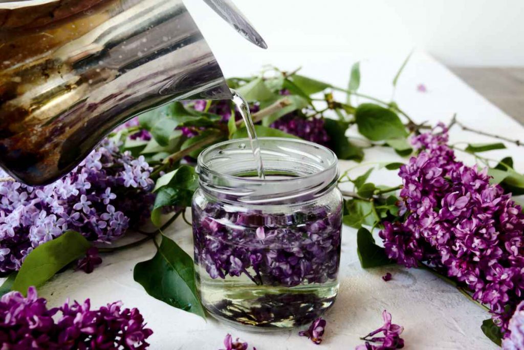 Lilac Tea Recipe from Fresh Lilac Flowers SimplyBeyondHerbs