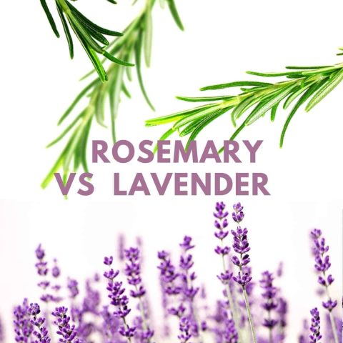 Scent and its Uses in Aromatherapy