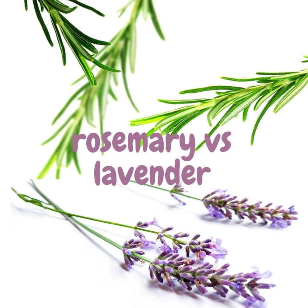 Rosemary and Lavender 10 Key Differences. SimplyBeyondHerbs