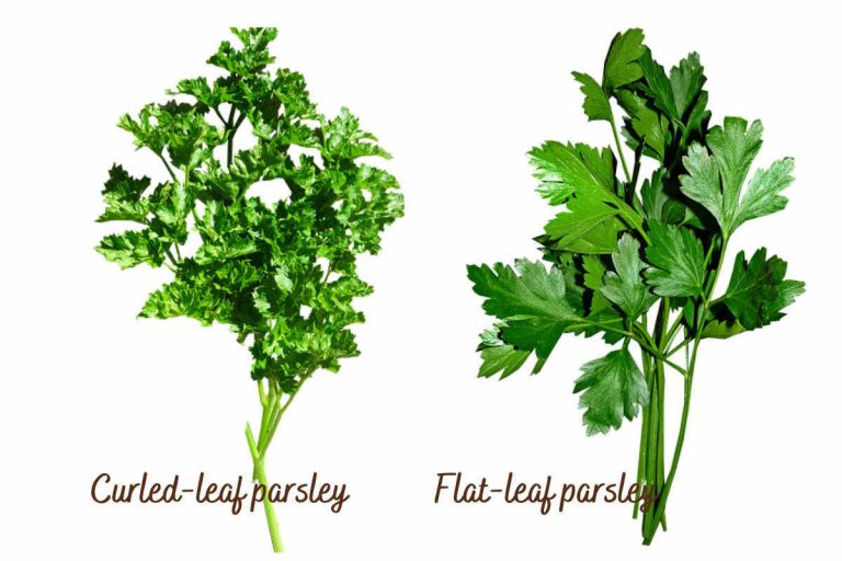 Coriander vs Parsley 10 Differences You Should Know SimplyBeyondHerbs