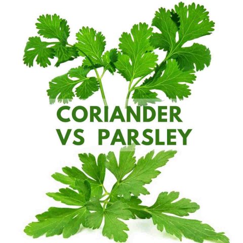 comparison-parsley-vs-coriander