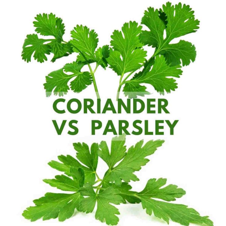 comparison-parsley-vs-coriander