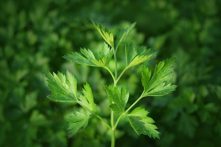 Coriander vs Parsley 10 Differences You Should Know SimplyBeyondHerbs