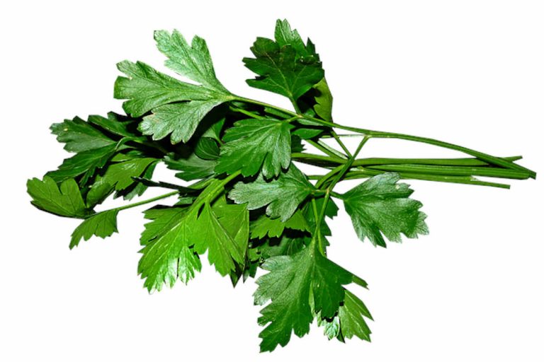 Coriander vs Parsley 10 Differences You Should Know SimplyBeyondHerbs