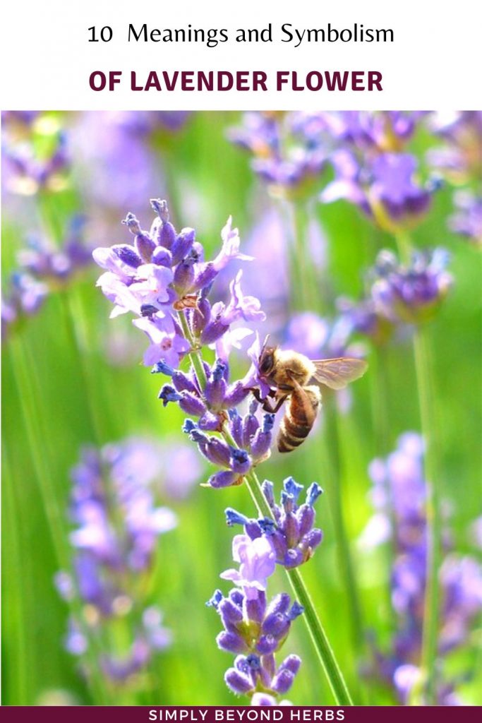 10 Lavender Flower Meanings and Symbolism SimplyBeyondHerbs