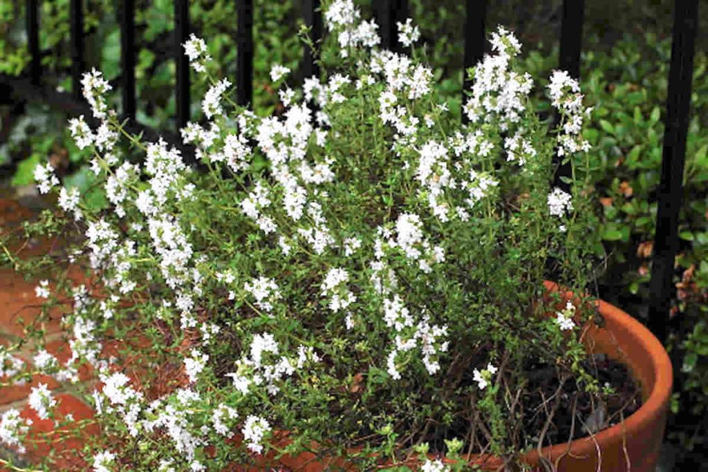 Thyme vs Oregano 10 Key Differences SimplyBeyondHerbs