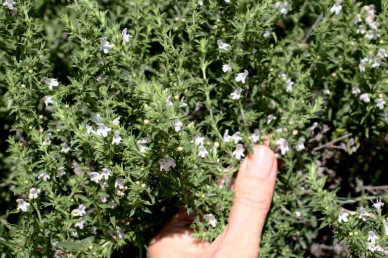 Thyme vs Oregano 10 Key Differences SimplyBeyondHerbs
