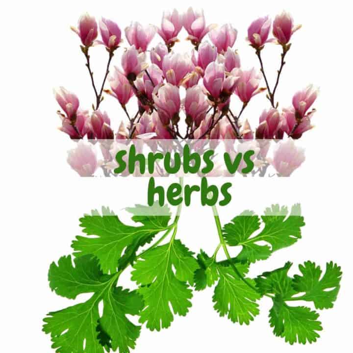 10 Differences between herbs and shrubs SimplyBeyondHerbs