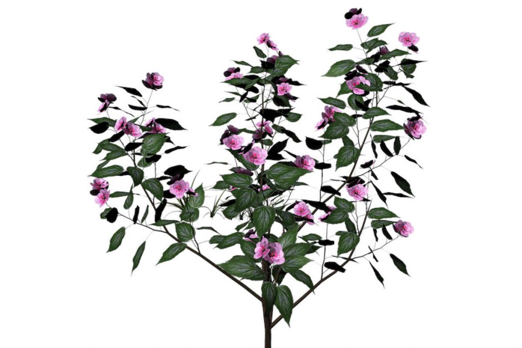 10 Differences between herbs and shrubs SimplyBeyondHerbs