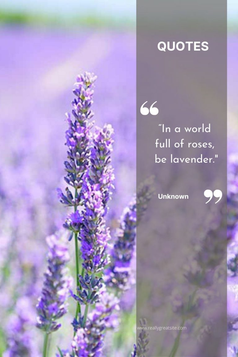 250 Best Lavender Quotes and Captions to Inspire you SimplyBeyondHerbs
