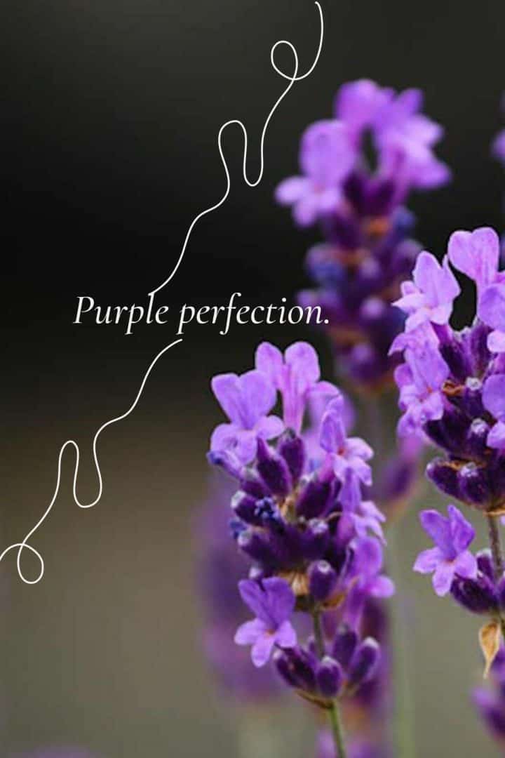 250 Best Lavender Quotes and Captions to Inspire you SimplyBeyondHerbs