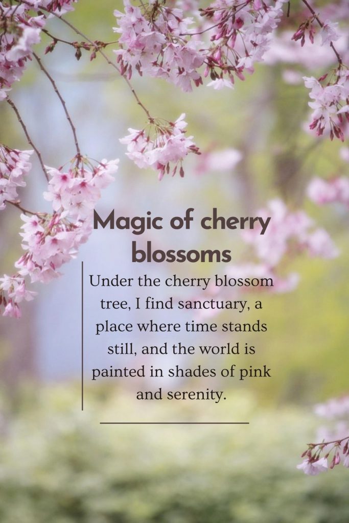 200 Beautiful Cherry Blossom Quotes Sakura quotes SimplyBeyondHerbs