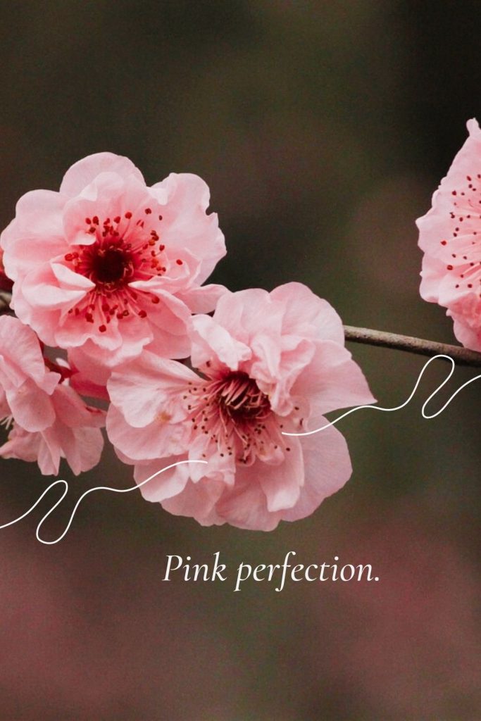 200 Beautiful Cherry Blossom Quotes Sakura quotes SimplyBeyondHerbs