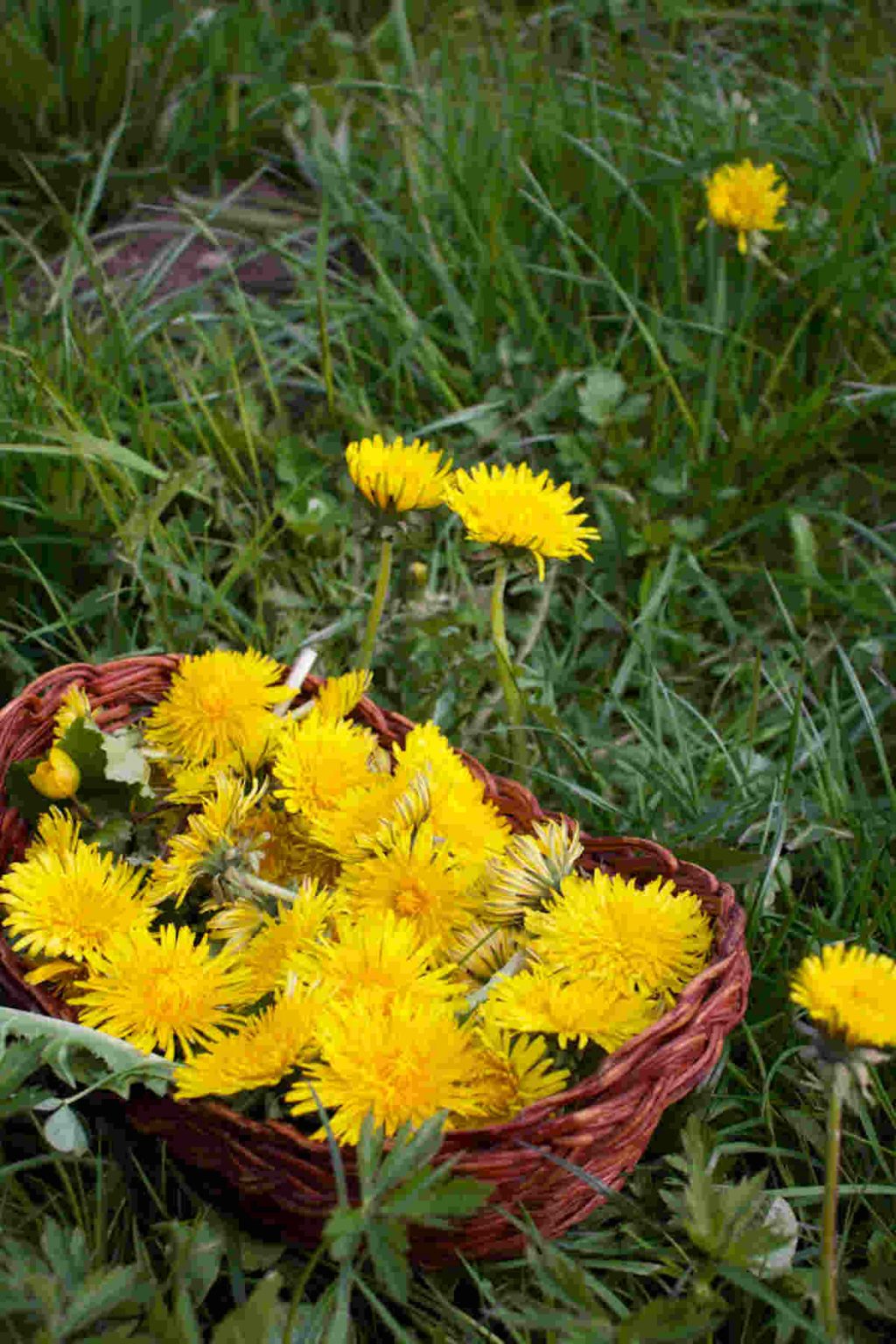 Dandelion Root Tincture Recipe