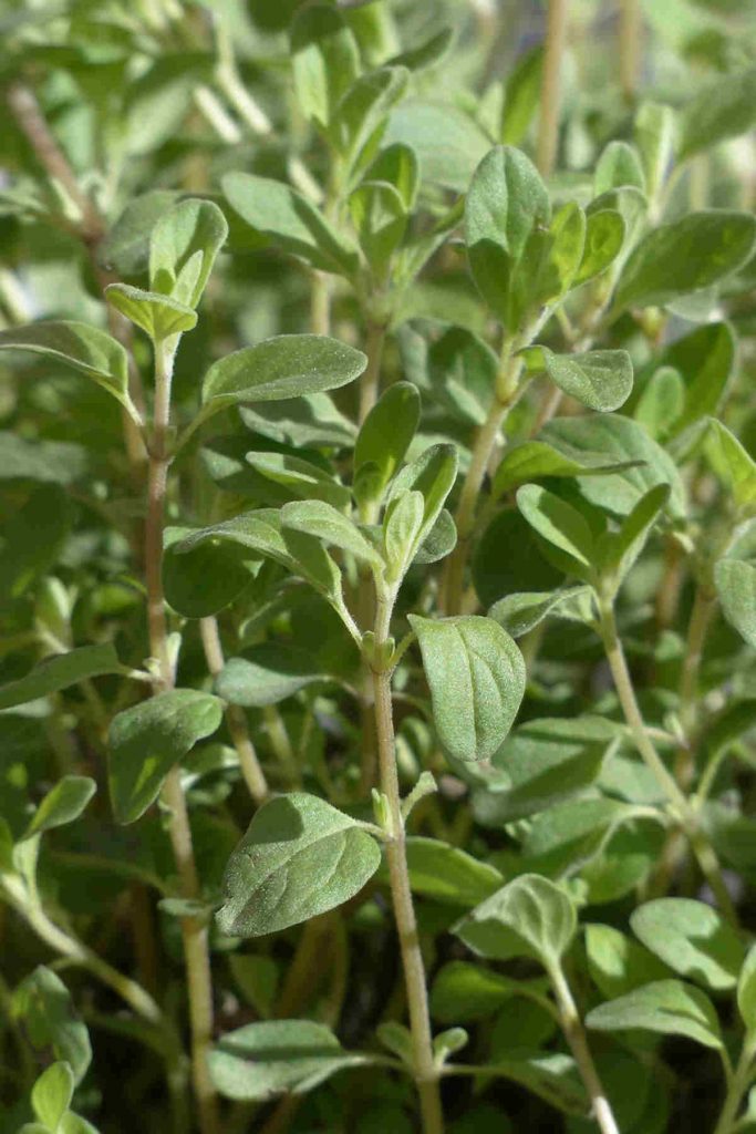 Marjoram vs Oregano 10 Key Differences between oregano and marjoram