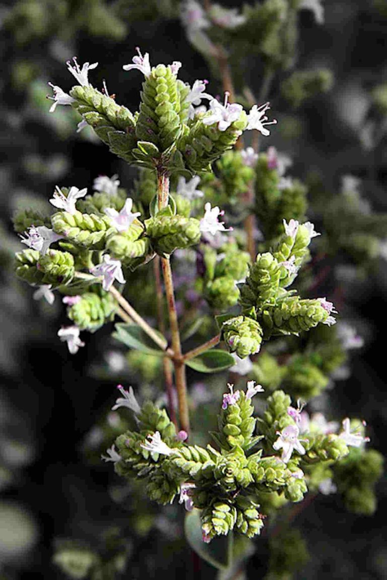 Marjoram vs Oregano 10 Key Differences between oregano and marjoram