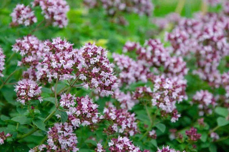 Marjoram vs Oregano 10 Key Differences between oregano and marjoram