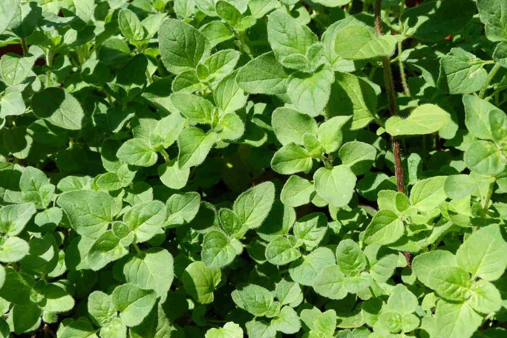 Marjoram vs Oregano 10 Key Differences between oregano and marjoram
