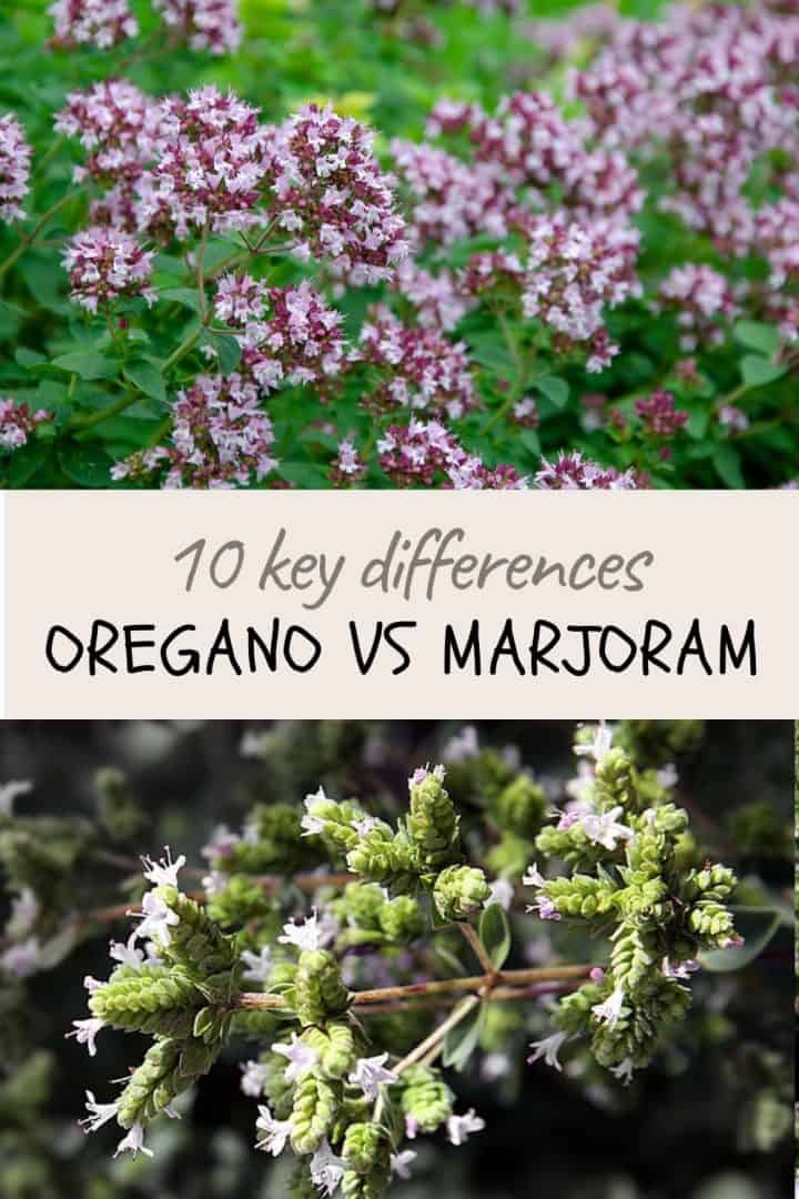 Marjoram vs Oregano 10 Key Differences between oregano and marjoram