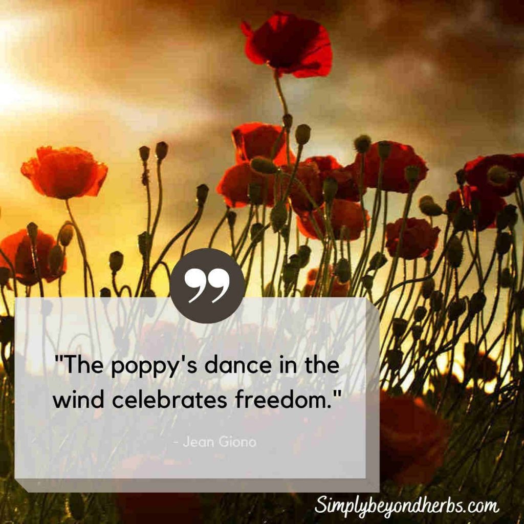 250 Captivating Poppy Quotes to Inspire SimplyBeyondHerbs
