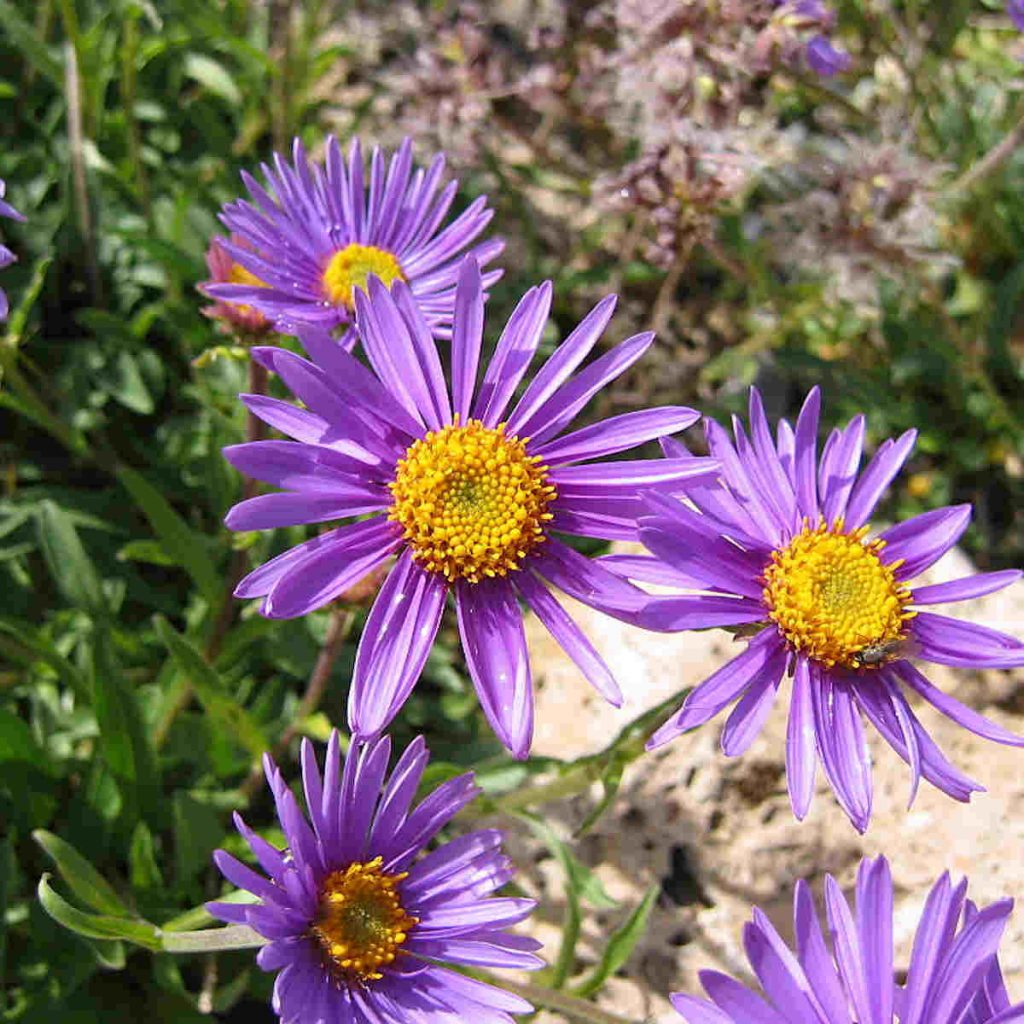Unlocking the Secrets of Aster Flower Meaning and Symbolism