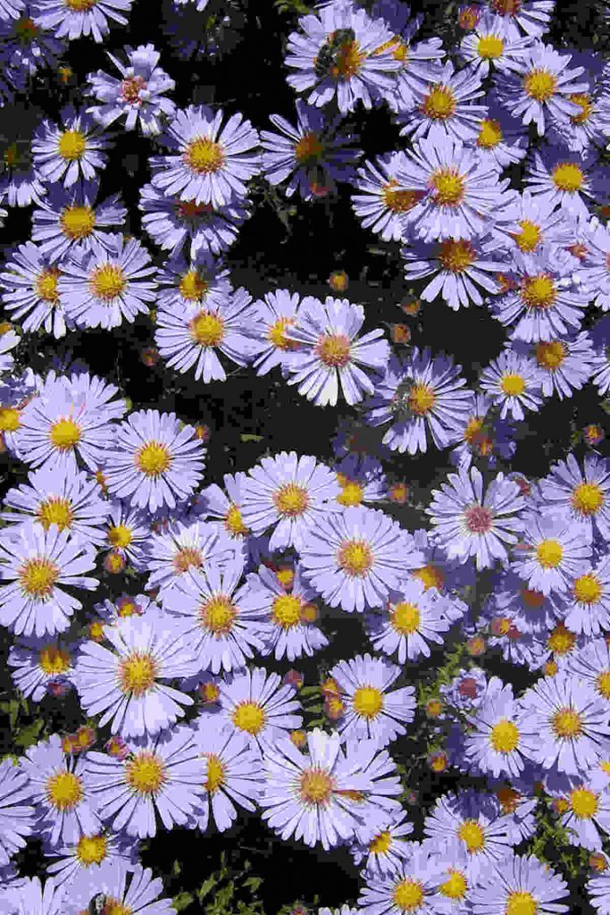 Unlocking the Secrets of Aster Flower Meaning and Symbolism