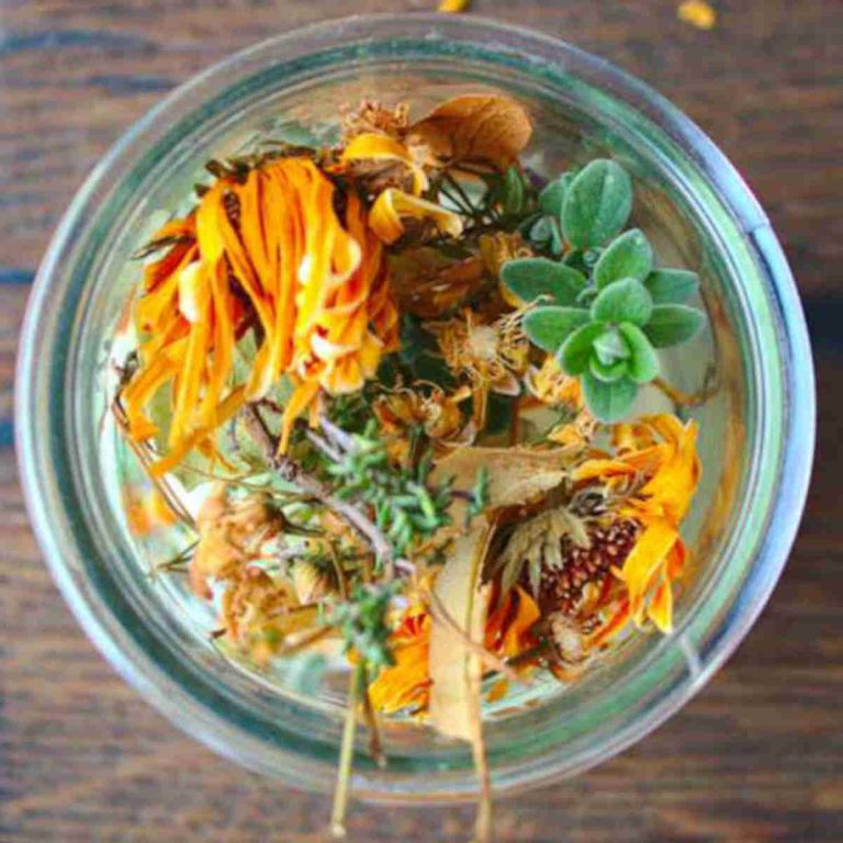 Marjoram vs Oregano 10 Key Differences between oregano and marjoram