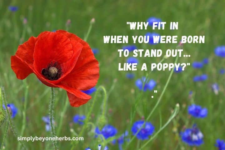 250 Captivating Poppy Quotes To Inspire SimplyBeyondHerbs