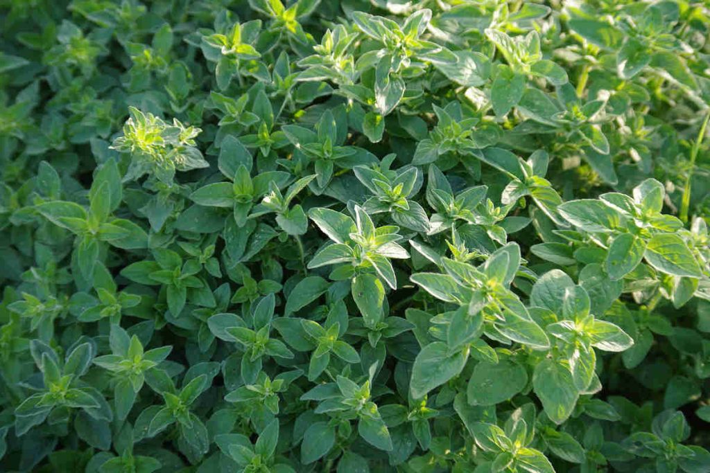 Marjoram Vs Oregano Identification at James Gallagher blog