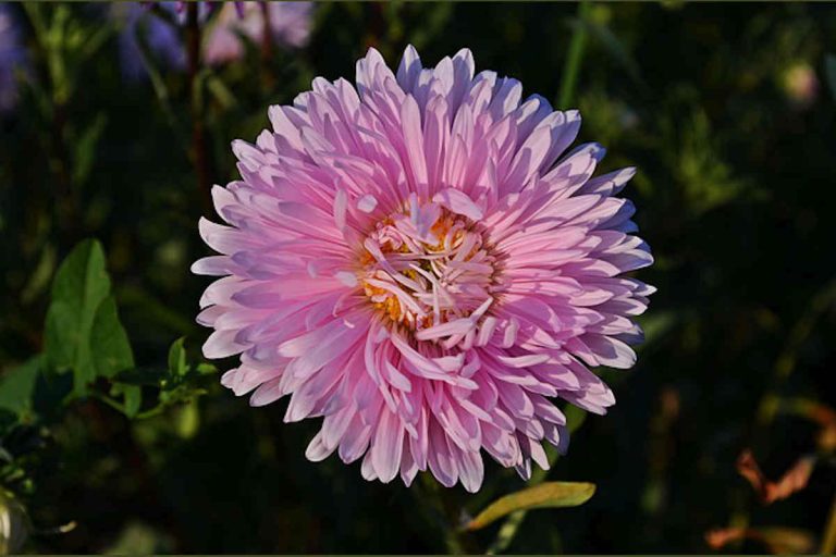 Unlocking the Secrets of Aster Flower Meaning and Symbolism
