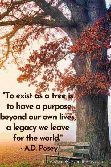 Tree Posts On Insta Over 400 Perfect Tree Captions for Instagram - SimplyBeyondHerbs