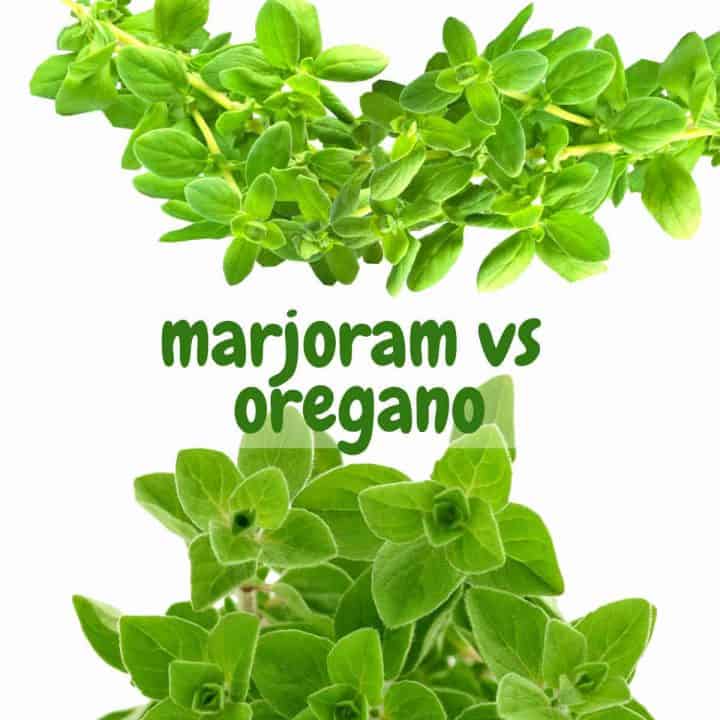 Marjoram vs Oregano 10 Key Differences between oregano and marjoram