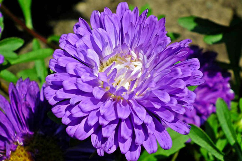 Unlocking the Secrets of Aster Flower Meaning and Symbolism