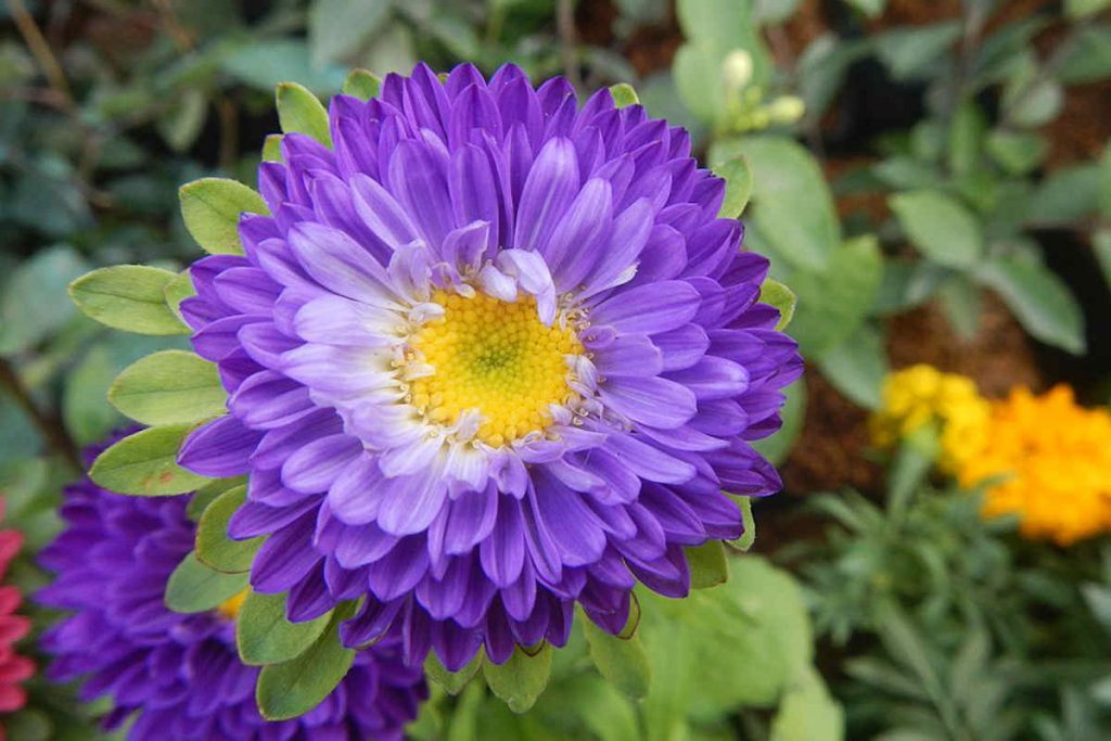 Unlocking the Secrets of Aster Flower Meaning and Symbolism