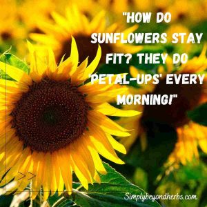 300+ Sunflower Quotes to Brighten Your Day (Perfect for Instagram