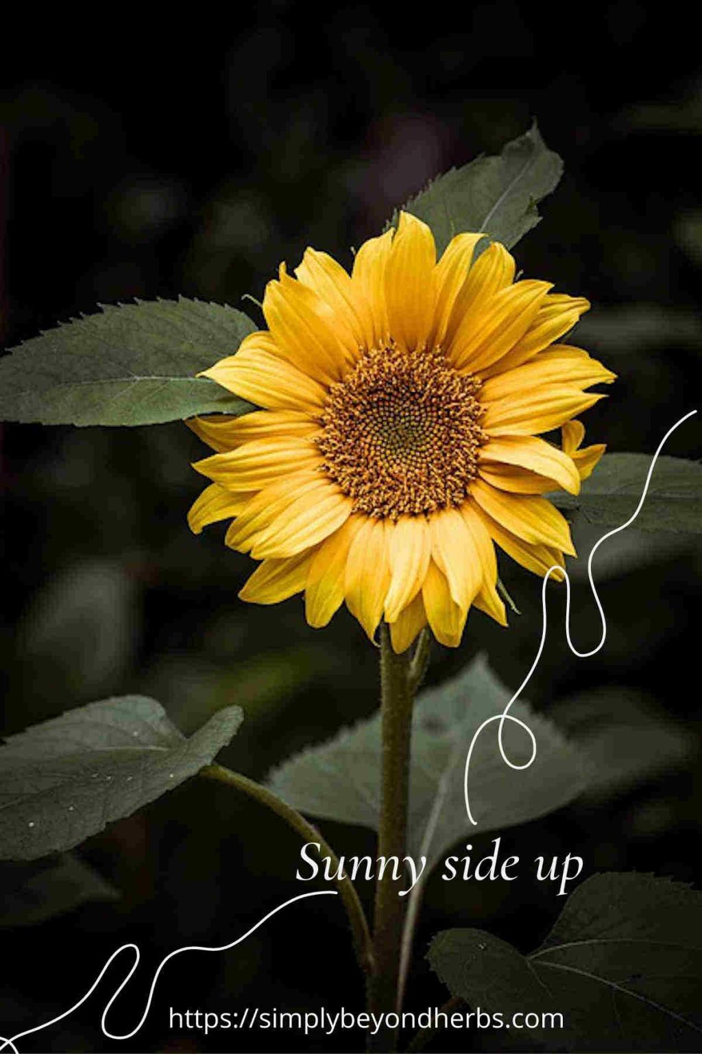 Over 300 perfect Sunflower Captions for Instagram to Brighten