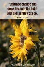 300+ Sunflower Quotes to Brighten Your Day (Perfect for Instagram