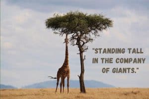 Tree Posts On Insta Over 400 Perfect Tree Captions for Instagram - SimplyBeyondHerbs