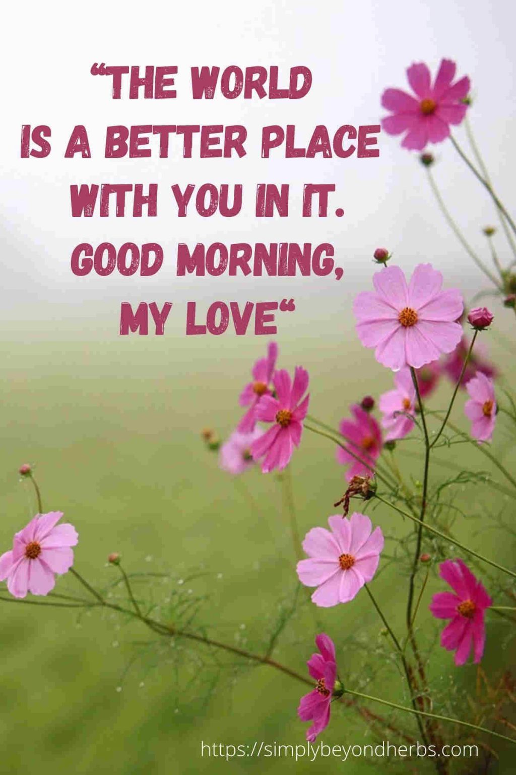 300+ Good Morning Flower Quotes with stunning images SimplyBeyondHerbs