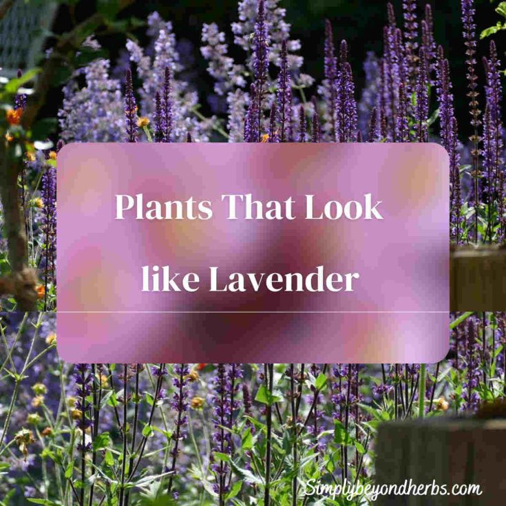 Lavender lookalikes