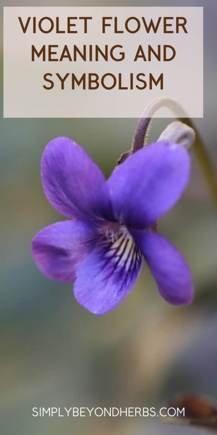 Violet Flower meaning and symbolism Ultimate Guide to viola modesty