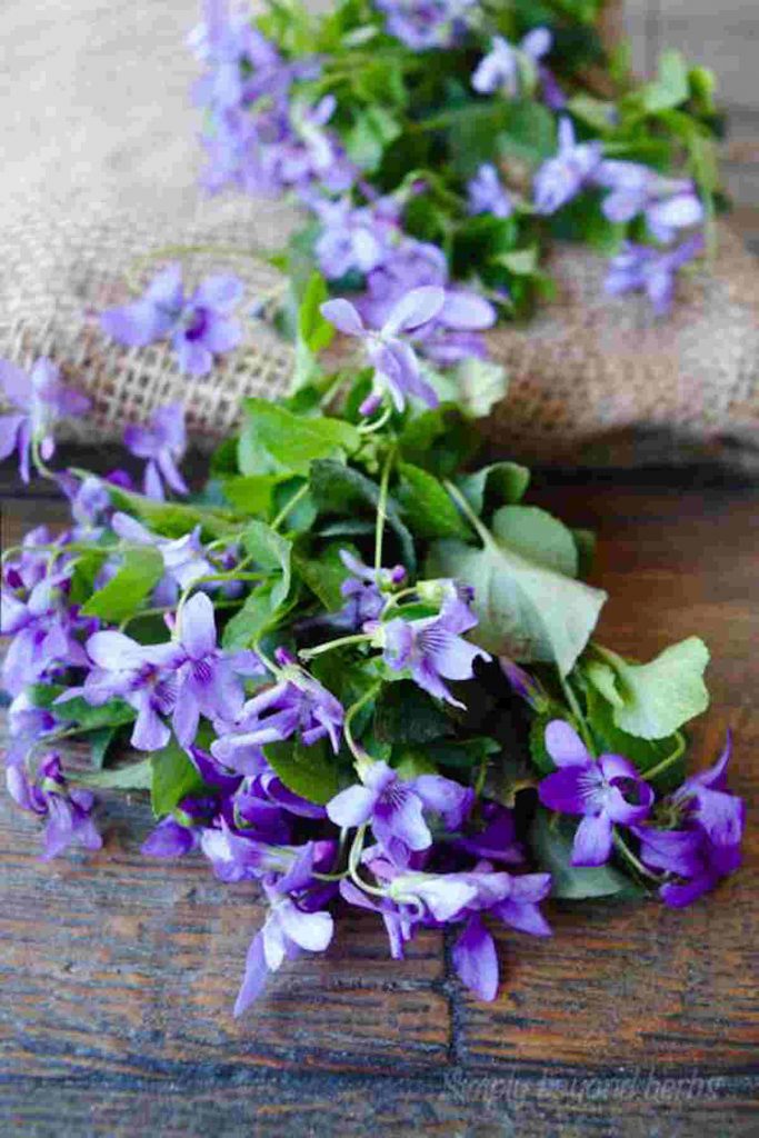 Violet Flower meaning and symbolism Ultimate Guide to viola modesty SimplyBeyondHerbs