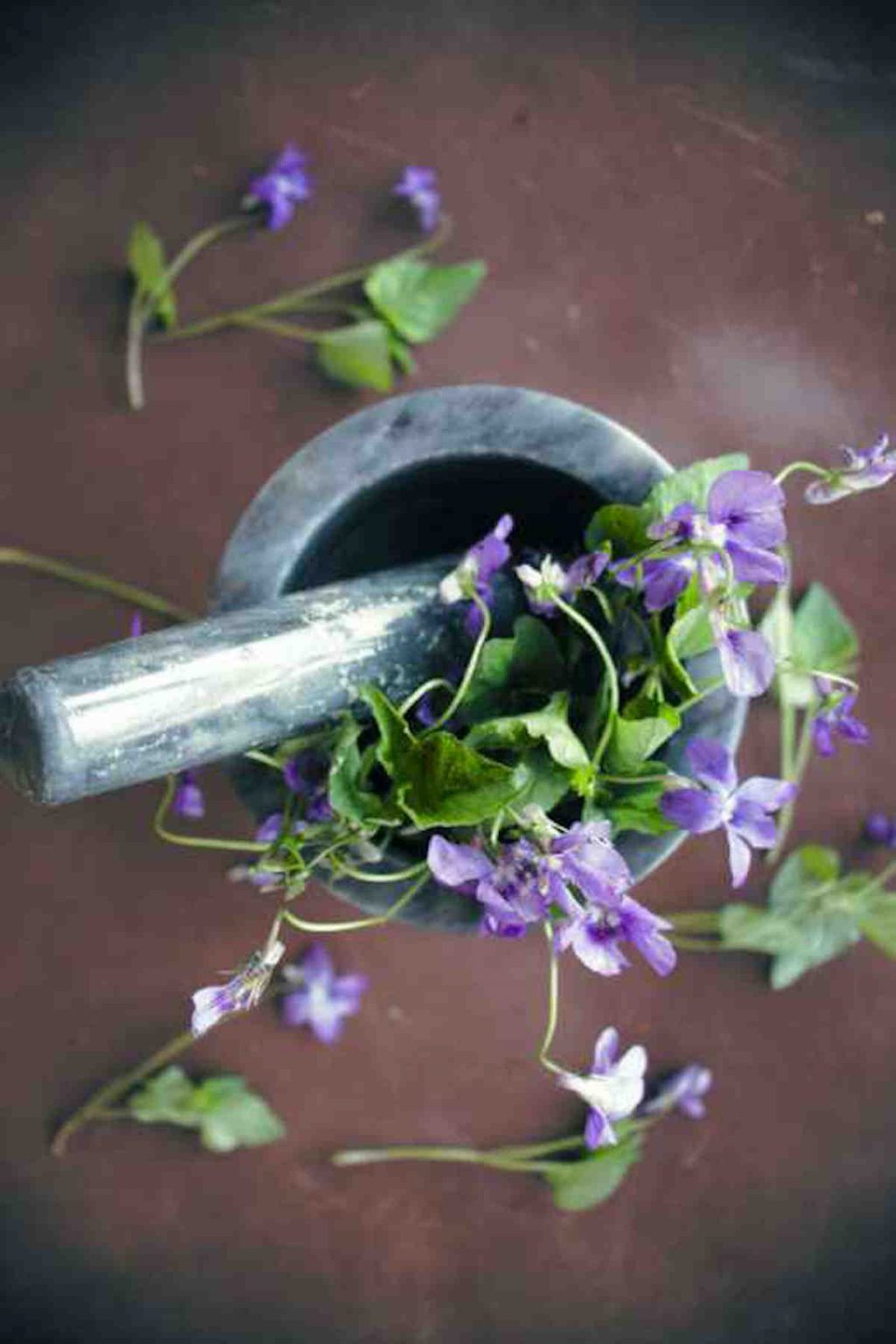 Violet Flower meaning and symbolism Ultimate Guide to viola modesty
