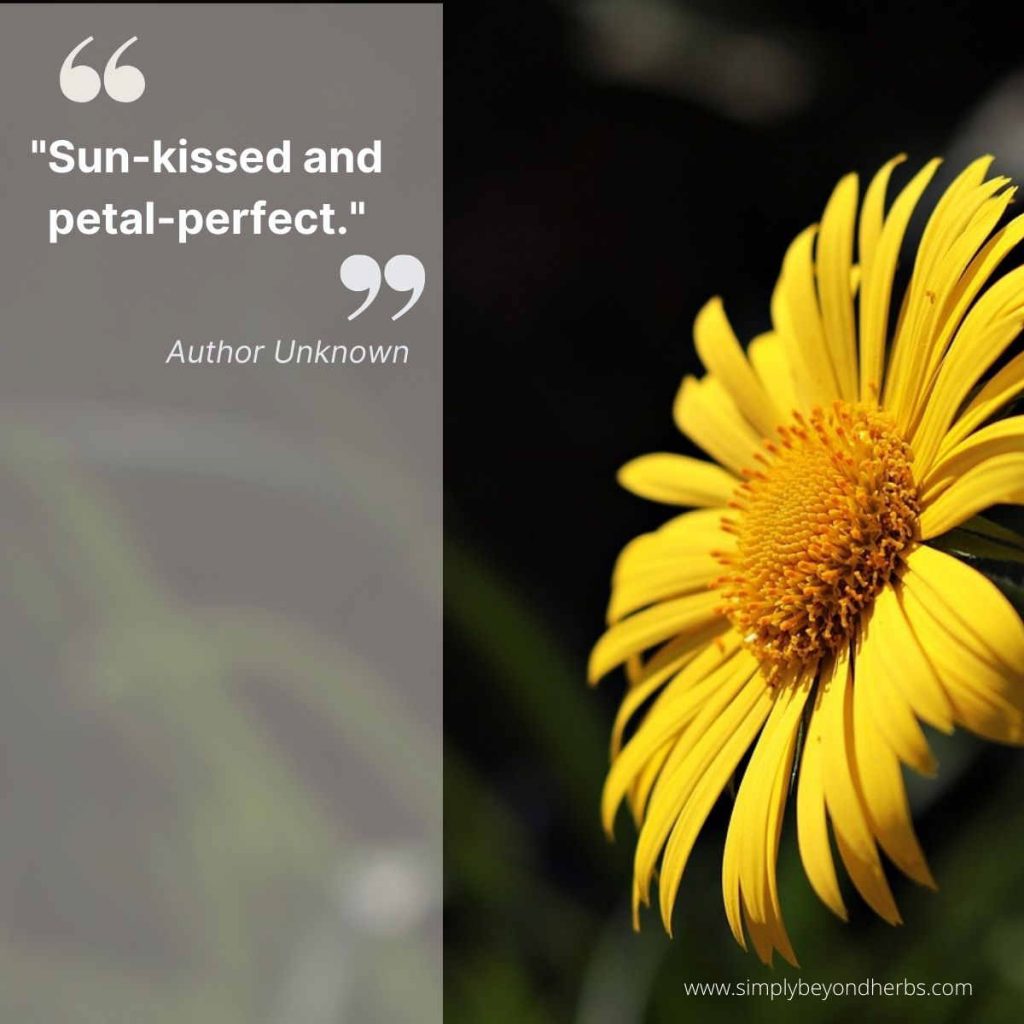 370 Yellow Flower Quotes and Captions SimplyBeyondHerbs